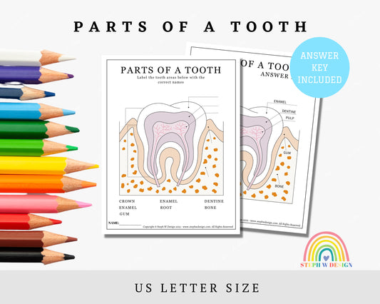 Parts of A Tooth Worksheet - Color